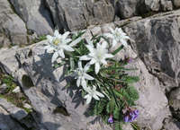 edelweiss o stella alpina