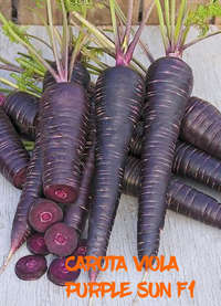 carota viola Purple Sun F1