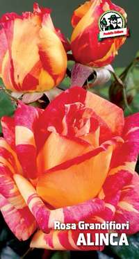 rosa grandifiori Alinca