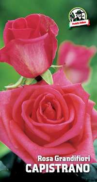 rosa grandifiori Capistrano