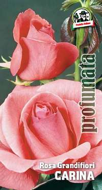 rosa grandifiori Carina