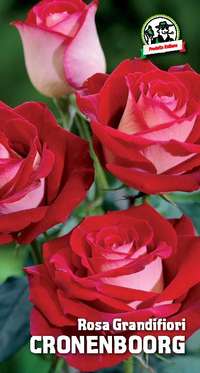 rosa grandifiori Cronenboorg