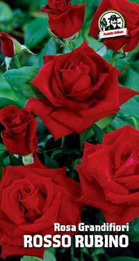 rosa grandifiori Rosso Rubino