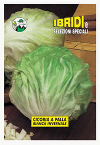 a palla bianca invernale