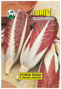 rossa di Treviso precoce