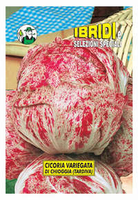 variegata di Chioggia tardiva