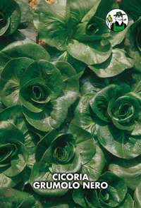 a grumolo nero