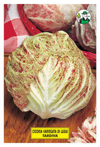 variegata di Lusia tardiva