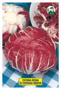 Rossa di Chioggia tardiva