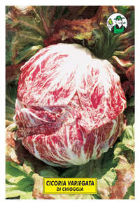 Variegata di Chioggia