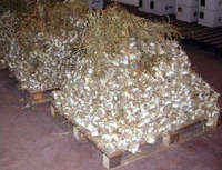 aglio bianco piacentino