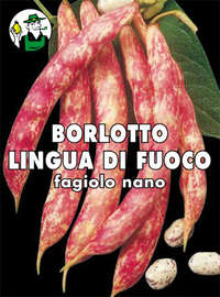 borlotto nano lingua di fuoco