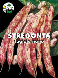 stregonta nano