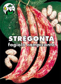 stregonta rampicante