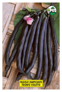 fagiolo rampicante mangiatutto Trionfo Violetto