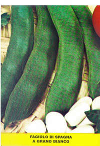 fagiolo rampicante Spagna bianco