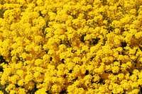 alisso nano giallo