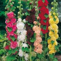 althea mix