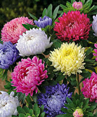 astro fior di peonia mix