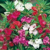 balsamina o begliuomini mix