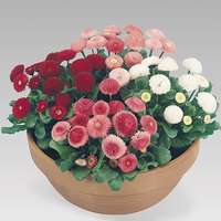 bellis mix