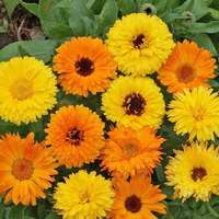 calendula mix