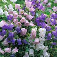 campanula mix