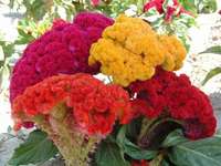 celosia cristata alta mix