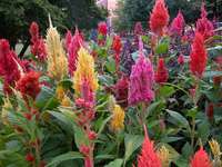 celosia plumosa nana mix