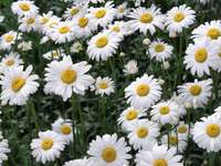 chrysanthemum o margheritone bianco perenne