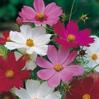 cosmea mix