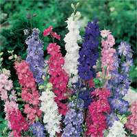 delphinium o speronella perenne