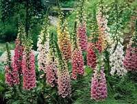 digitalis perenne mix