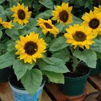 girasole nano semplice