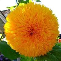 girasole rampicante doppio