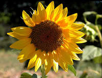 girasole rampicante semplice