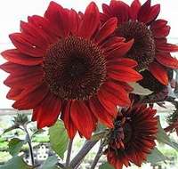 girasole rosso semplice