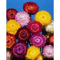 helichrysum doppio mix