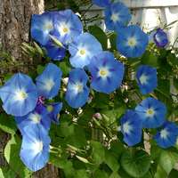 ipomea rampicante blu
