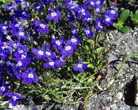 lobelia nana