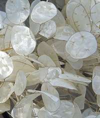 lunaria