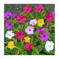 mirabilis o bella di notte