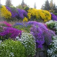 miscuglio per giardini rocciosi
