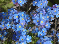 myosotis non ti scordar di me