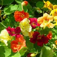 nasturzio rampicante mix