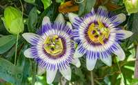passiflora o fiore della passione