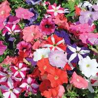 petunia nana mix