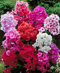 phlox doppio mix