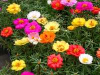 portulacca doppia mix