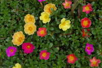 portulacca semplice mix
